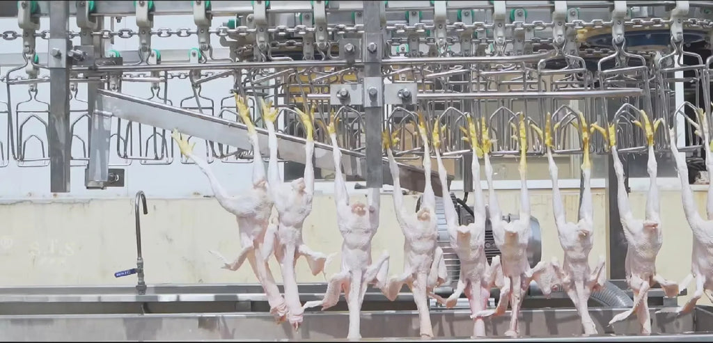Factory Customized Chicken Slaughtering Line High Efficiency Poultry Slaughterhouse Commercial Slaughter Machine